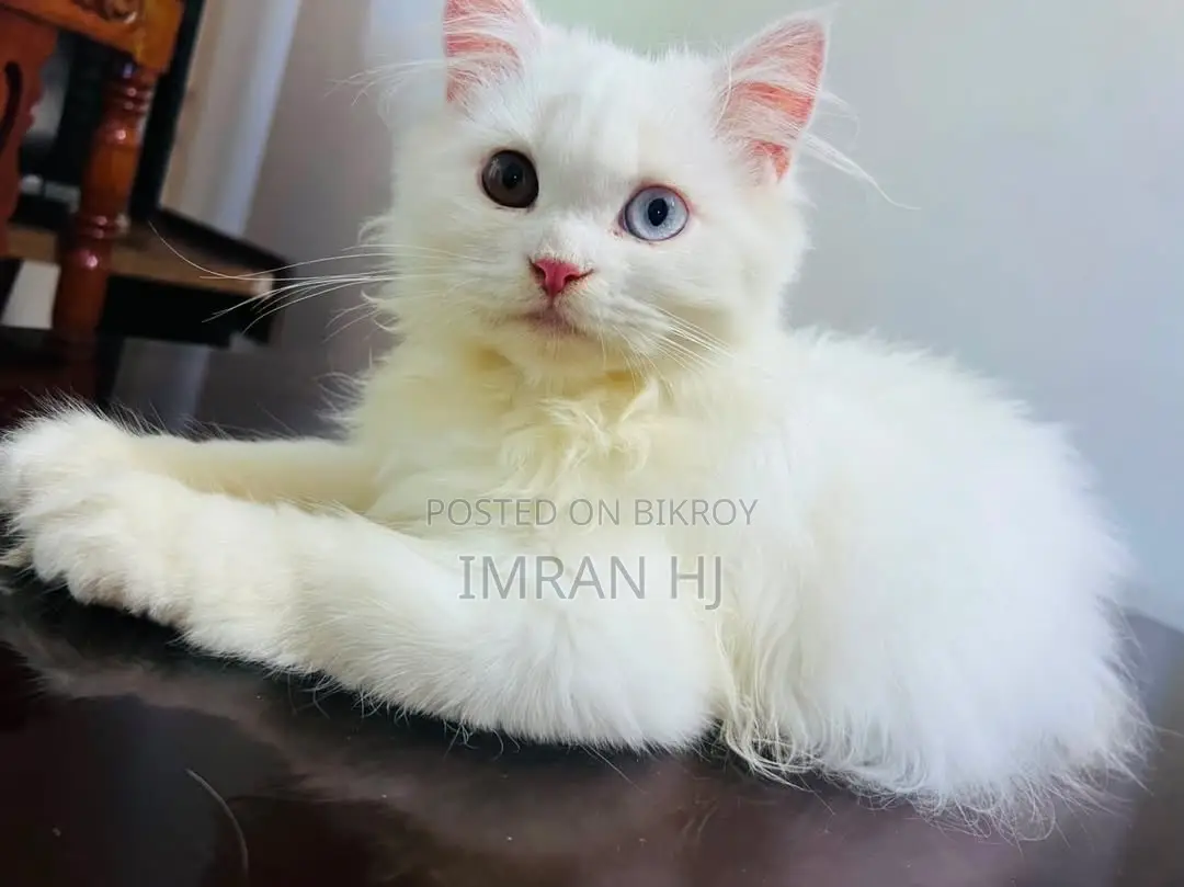 1-3 months Female Purebred Persian