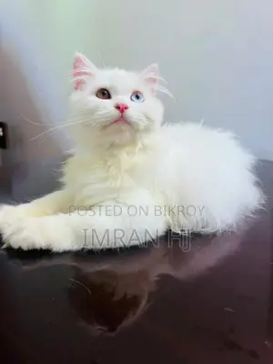 1-3 months Female Purebred Persian