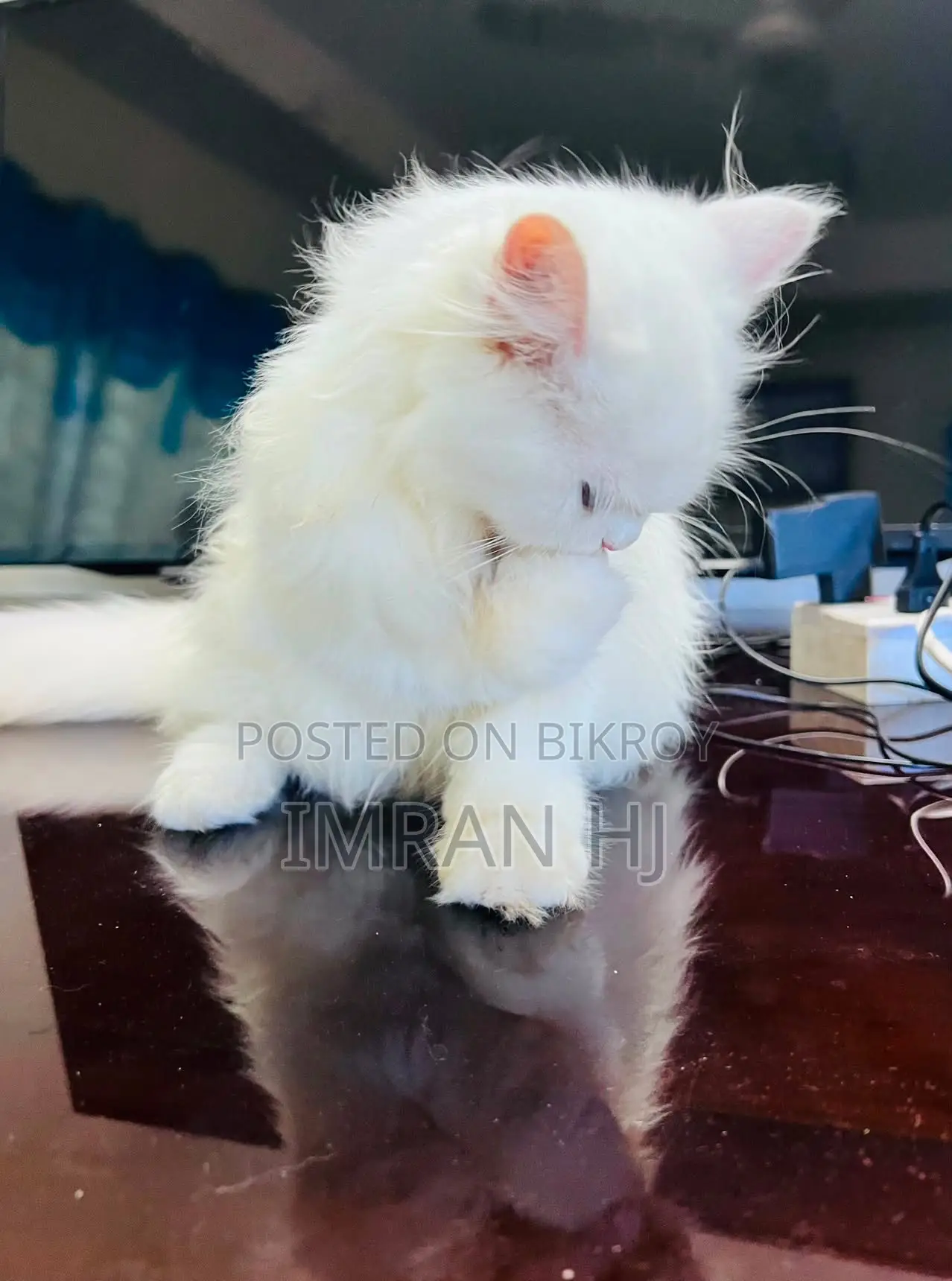 1-3 months Female Purebred Persian
