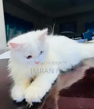 1-3 months Female Purebred Persian