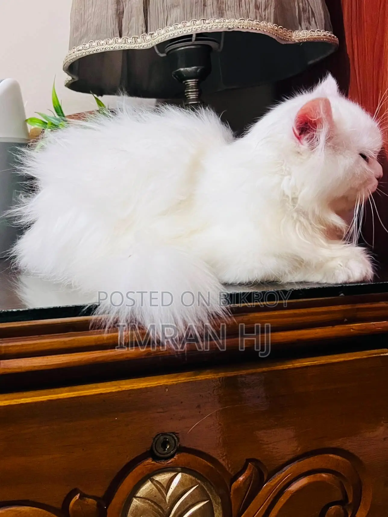1-3 months Female Purebred Persian