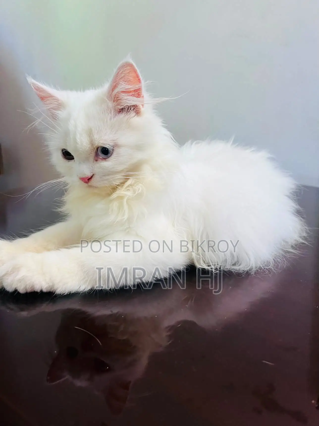 1-3 months Female Purebred Persian