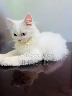 1-3 months Female Purebred Persian