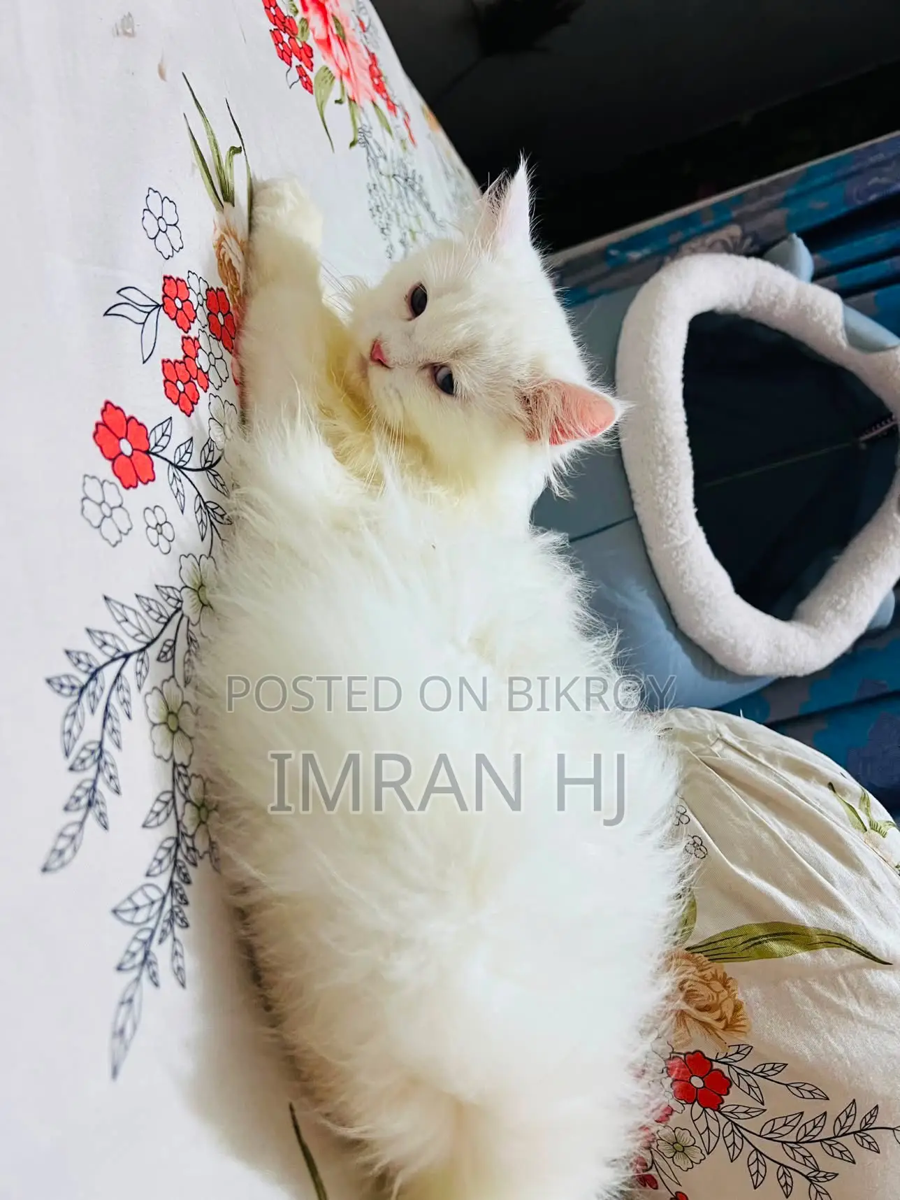 1-3 months Female Purebred Persian