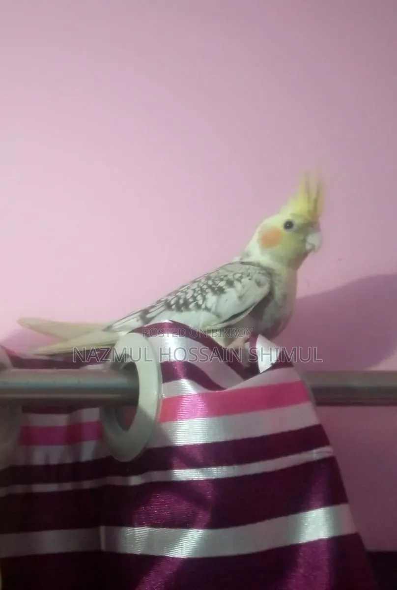 Cokatail Lutino, Pied And Pearls (Full Tame)