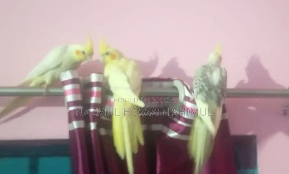 Cokatail Lutino, Pied And Pearls (Full Tame)
