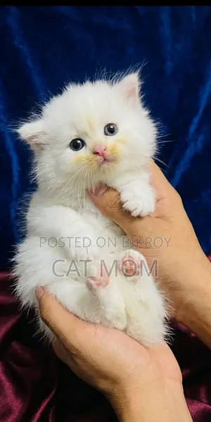 1-3 months Male Purebred Persian