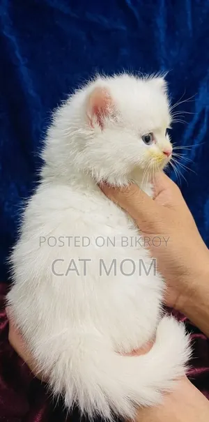 1-3 months Male Purebred Persian