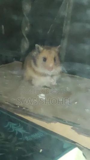 Syrian Hamster (Female)