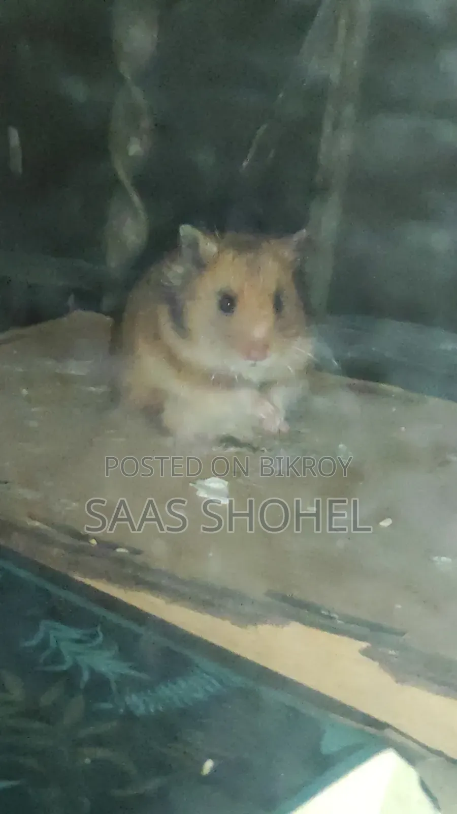 Syrian Hamster (Female)