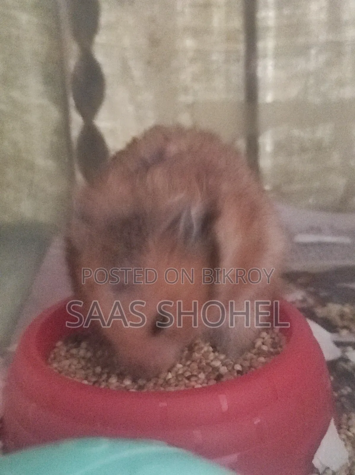 Syrian Hamster (Female)