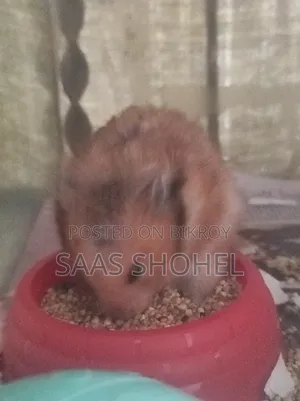 Syrian Hamster (Female)