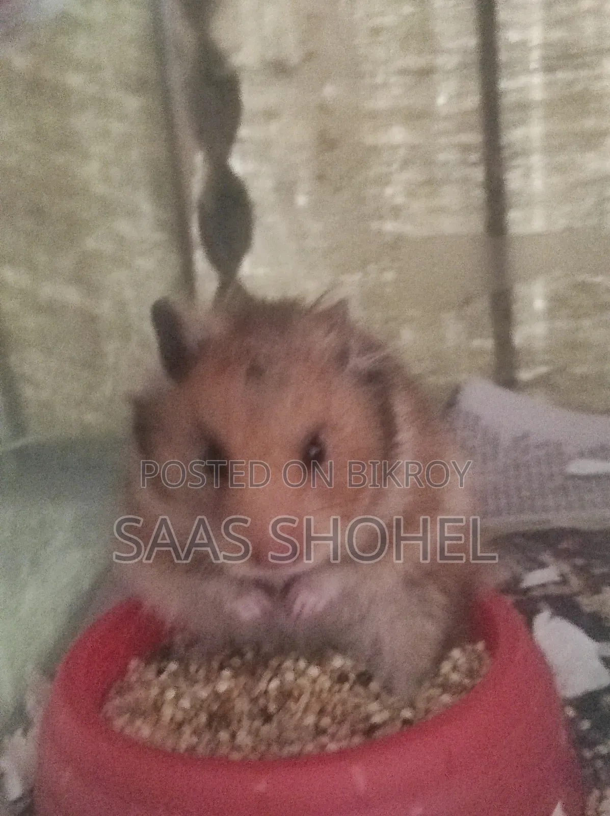 Syrian Hamster (Female)