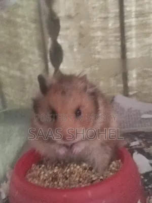 Syrian Hamster (Female)