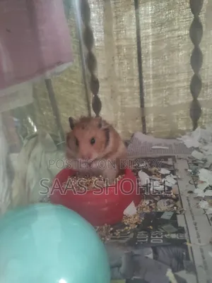 Syrian Hamster (Female)
