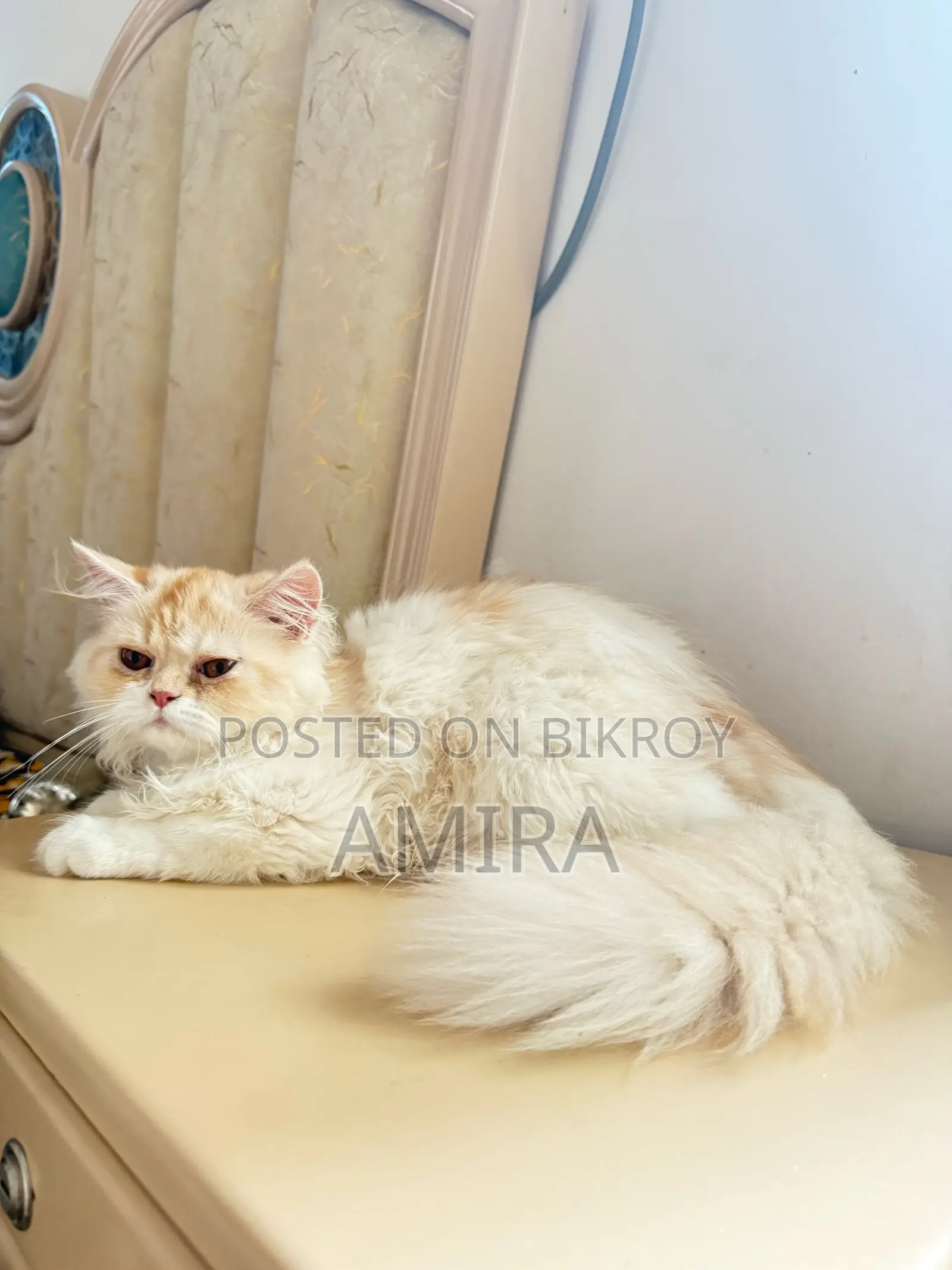1-3 Months Female Purebred Persian