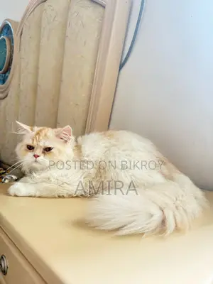 ১-৩ মাস বয়সী স্ত্রী বিশুদ্ধ পার্সিয়ান বিড়ালছানা