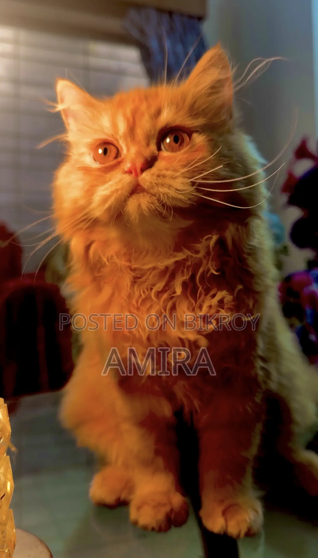 1-3 Months Female Purebred Persian