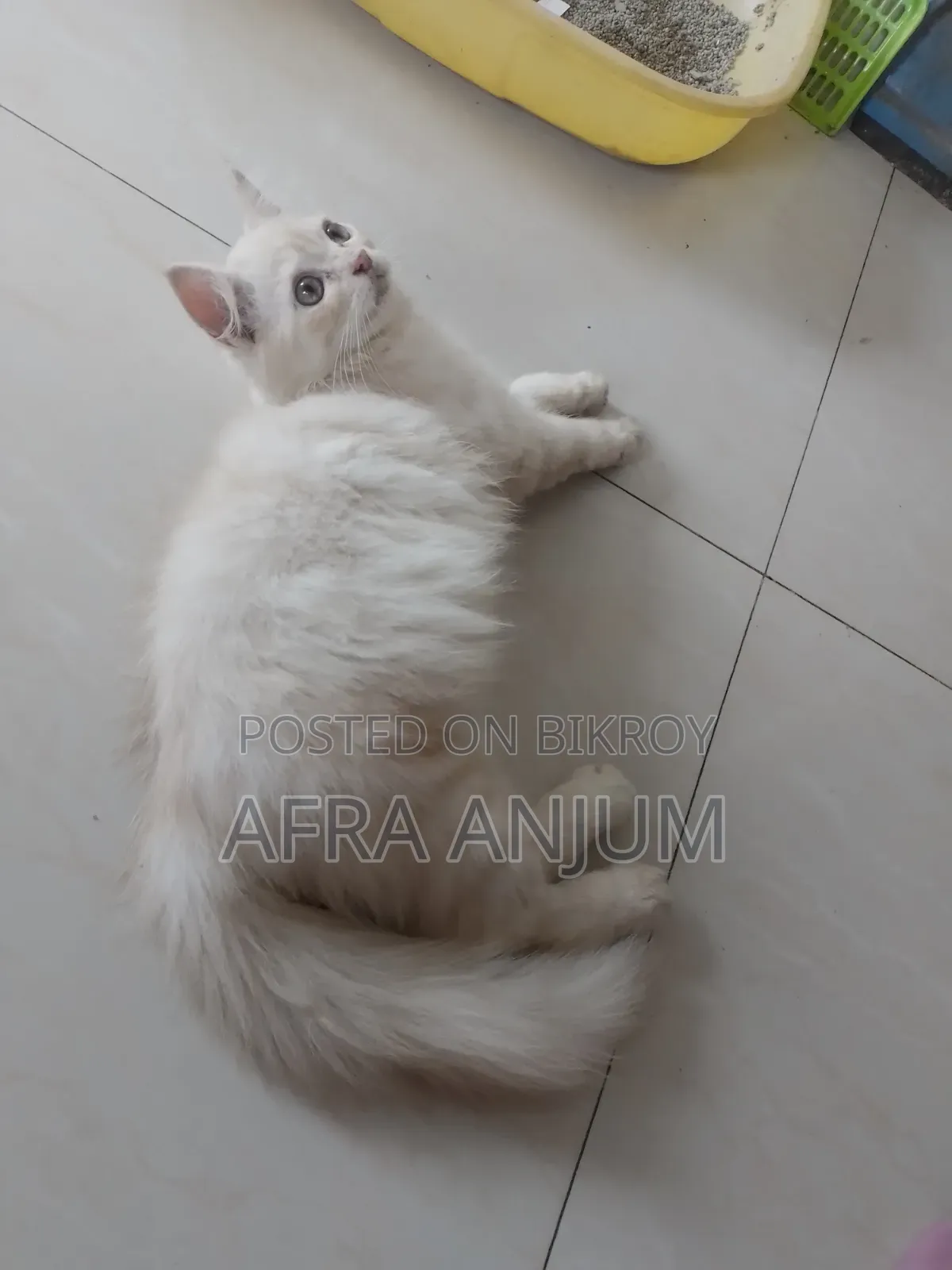 3-6 Months Male Purebred Persian