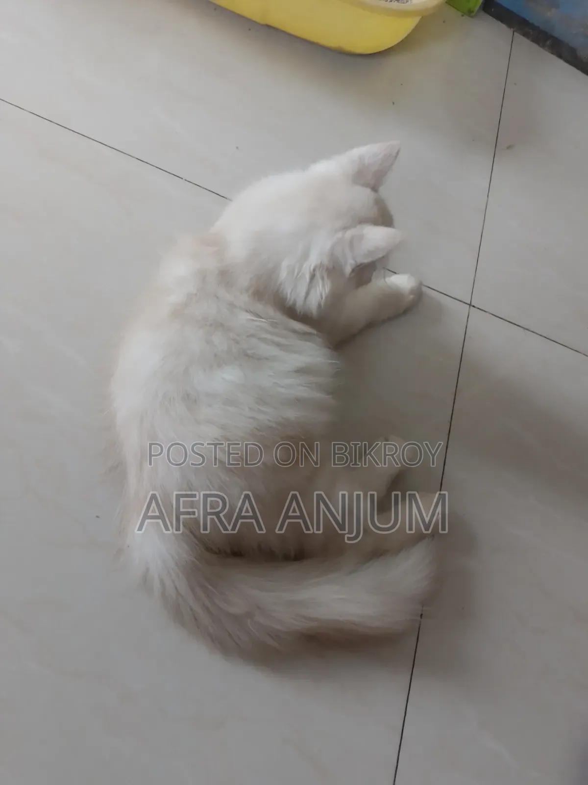 3-6 Months Male Purebred Persian