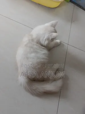 3-6 Months Male Purebred Persian