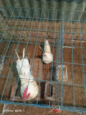 Bantam and Kadaknath Chicken
