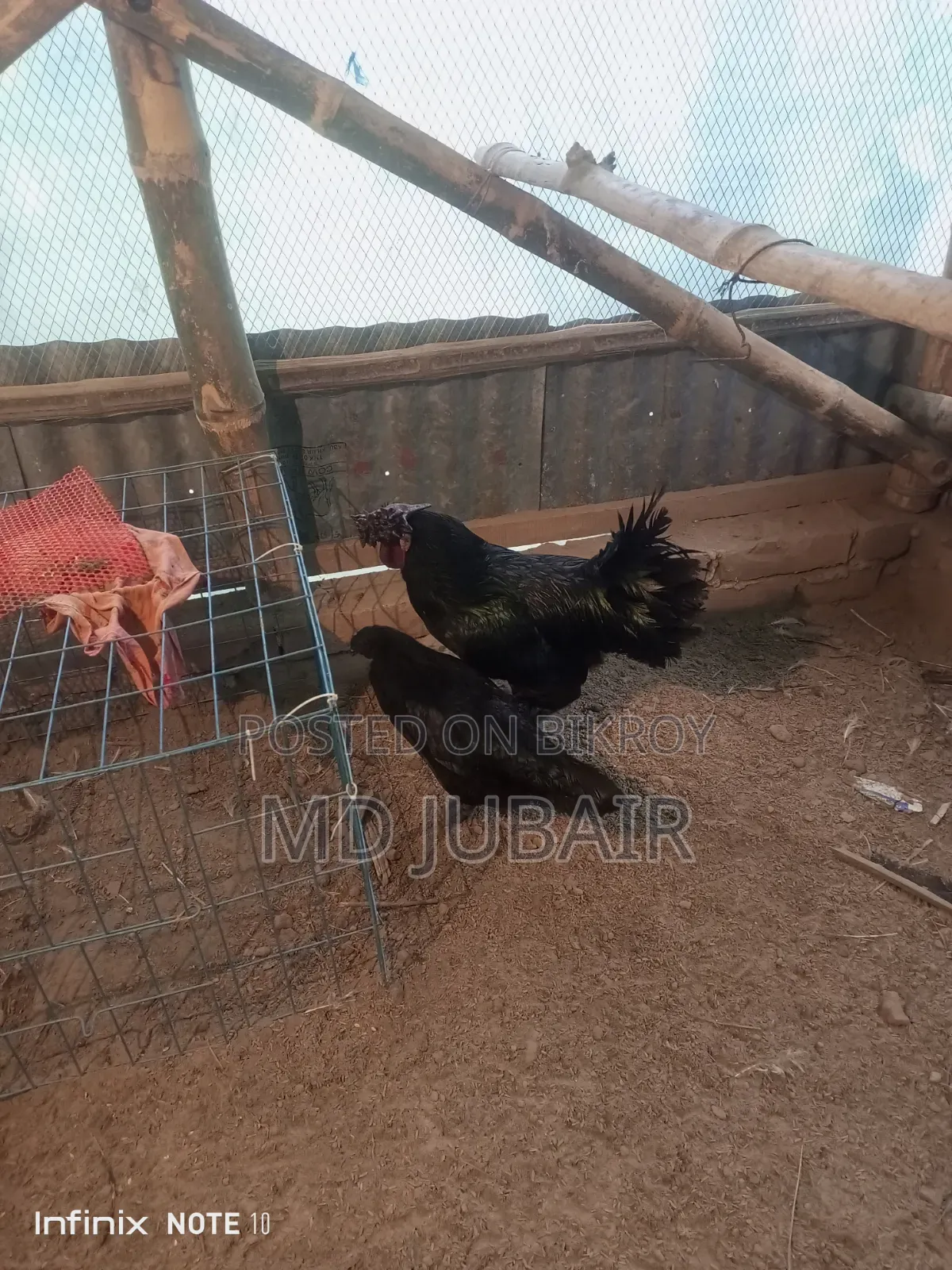 Bantam and Kadaknath Chicken