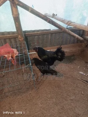 Bantam and Kadaknath Chicken