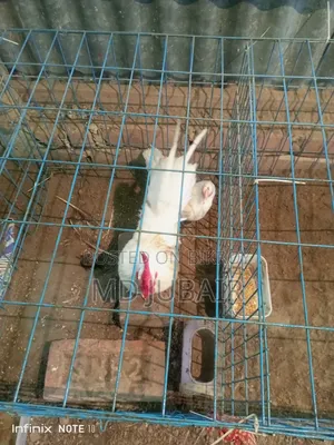 Bantam and Kadaknath Chicken