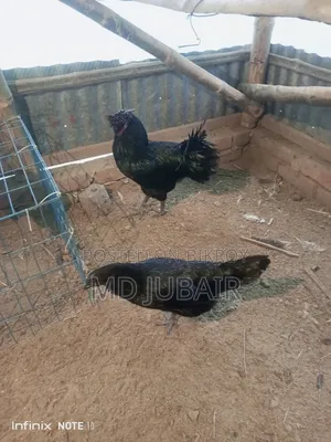 Bantam and Kadaknath Chicken