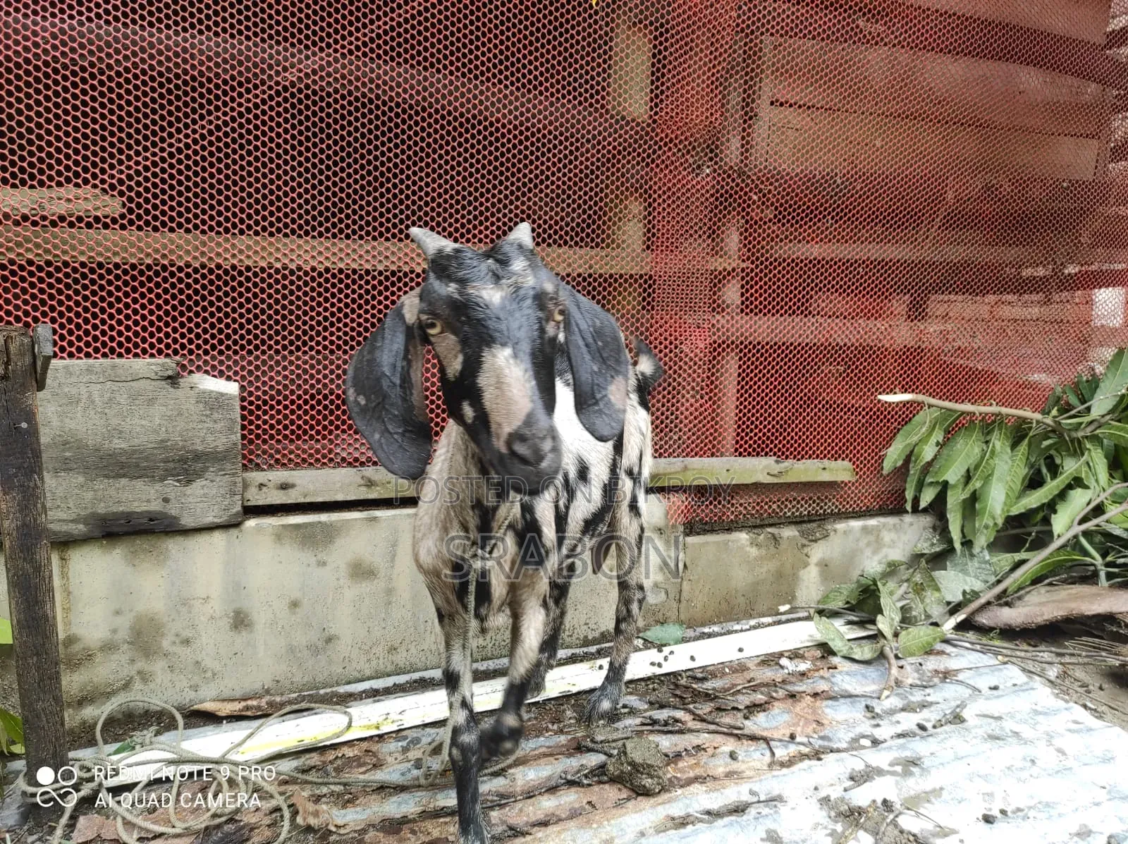 A goat will be sold