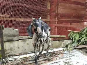 A goat will be sold