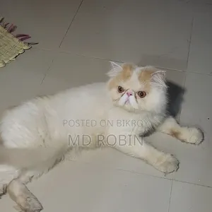1+ Year Male Purebred Exotic
