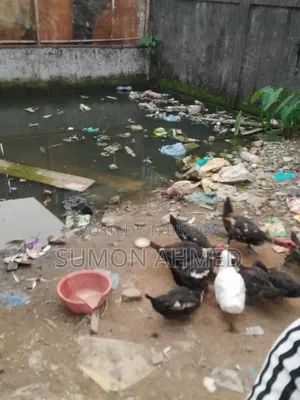 Muscovy Duck.