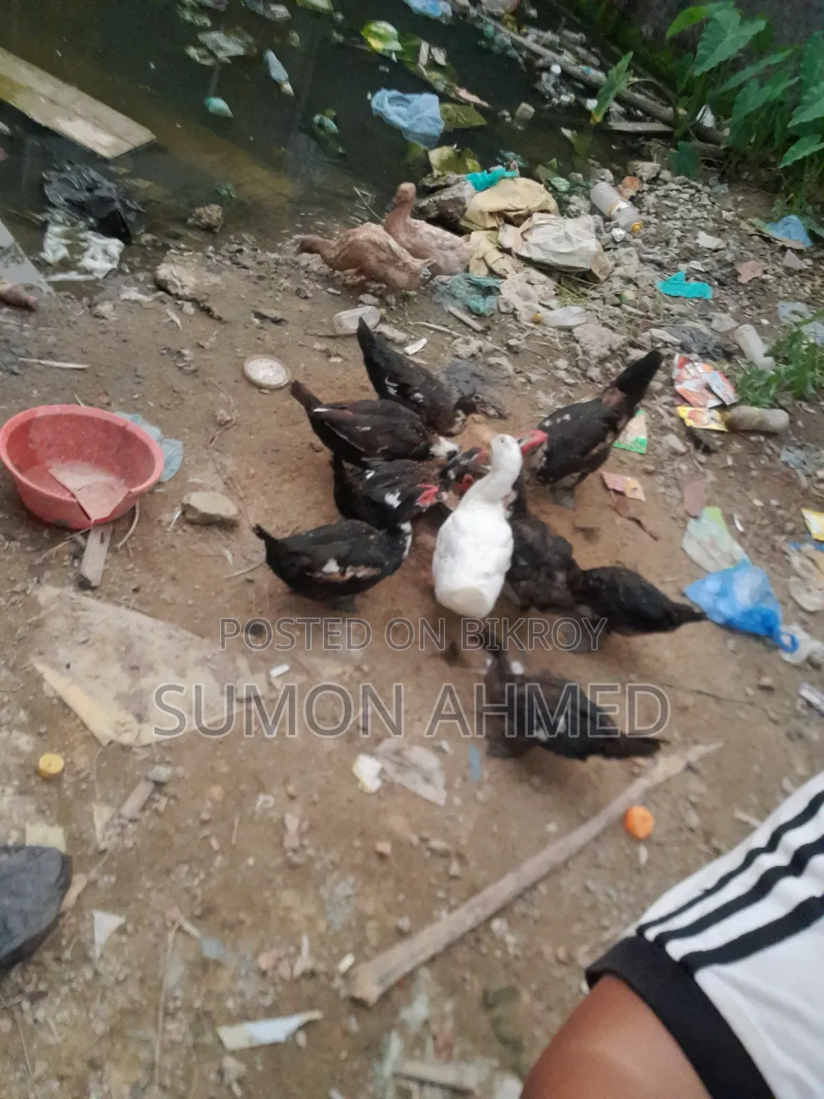 চিনা হাঁস।