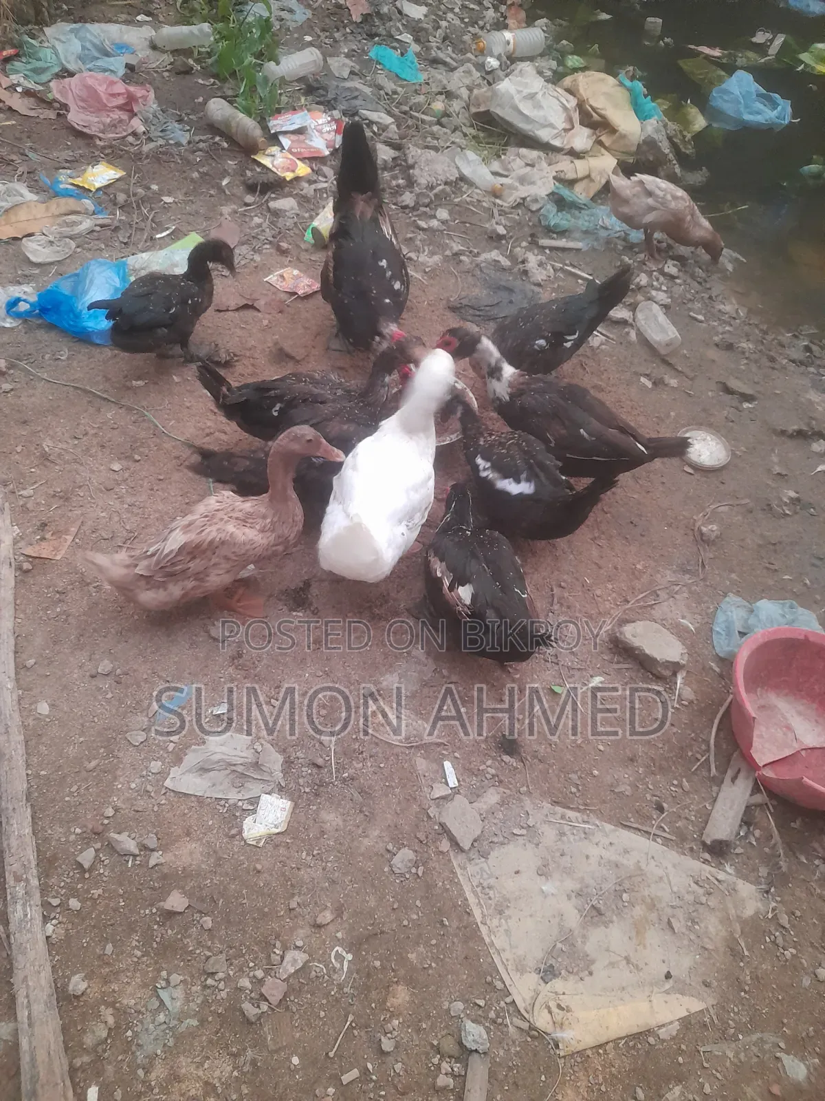 চিনা হাঁস।