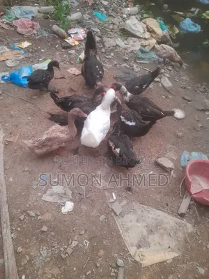 চিনা হাঁস।