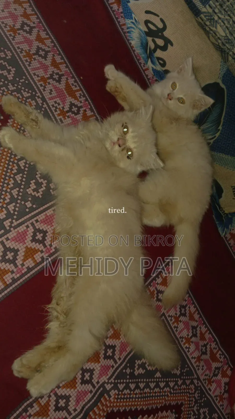 ১-৩ মাস বয়সী খাঁটি পার্সিয়ান বিড়াল (মাদি)