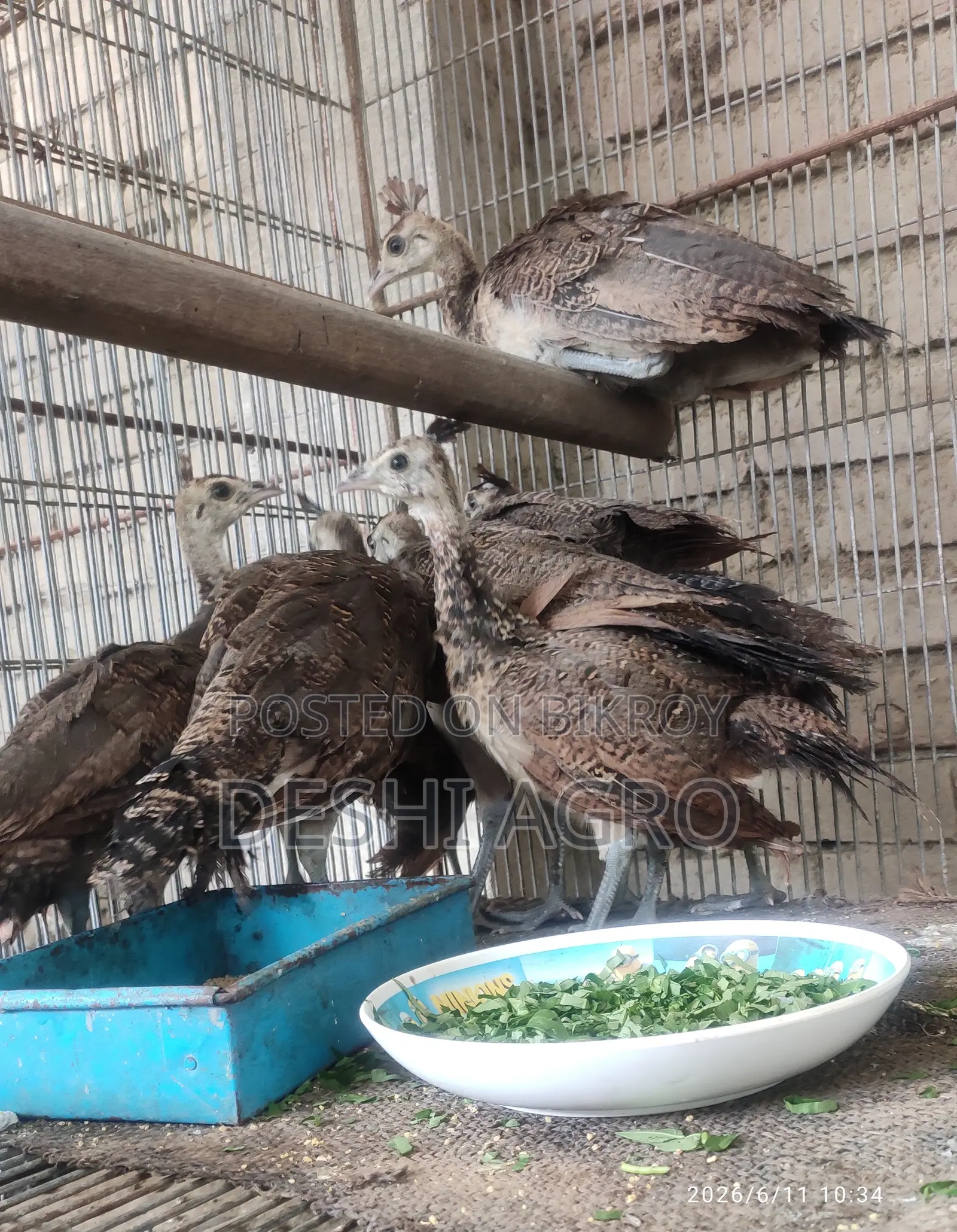 ময়ূর পাখি তিন মাসের বাচ্চা