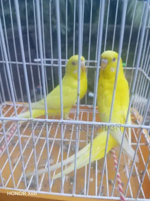 Lutino Budgie Bird for Sale