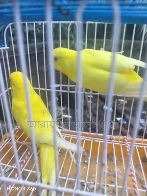 Lutino Budgie Bird for Sale