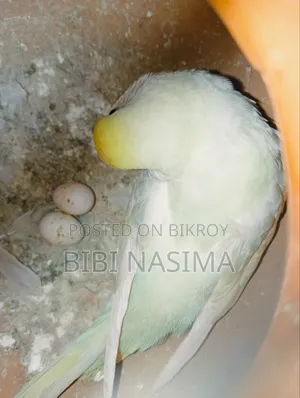Running Pair + Eggs