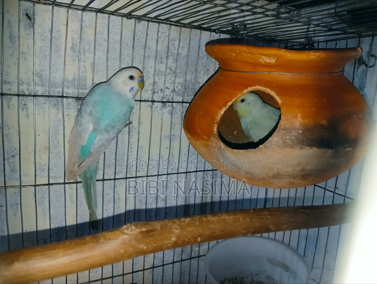Running Pair + Eggs