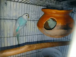 Running Pair + Eggs