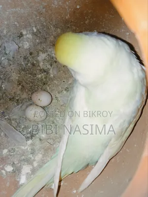 Running Pair + Eggs