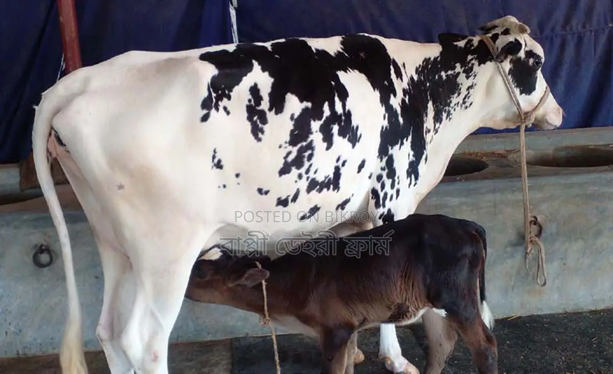 Cow number 1406 for sale, improved breed.