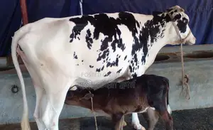 Cow number 1406 for sale, improved breed.