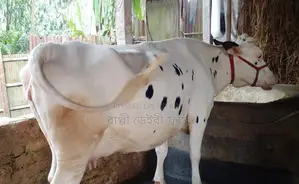 Cow number 1407.