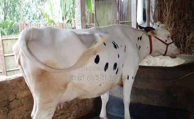 Cow number 1407.