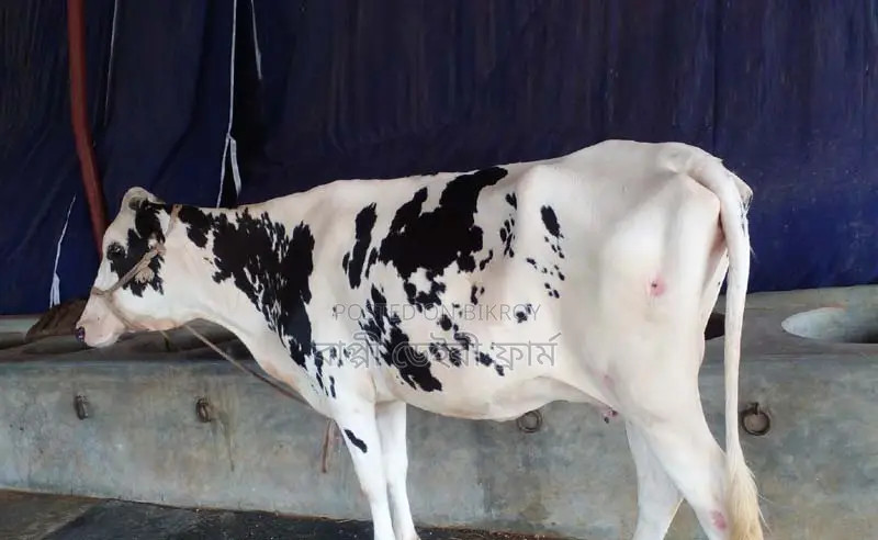 Cow number 1408 for sale.